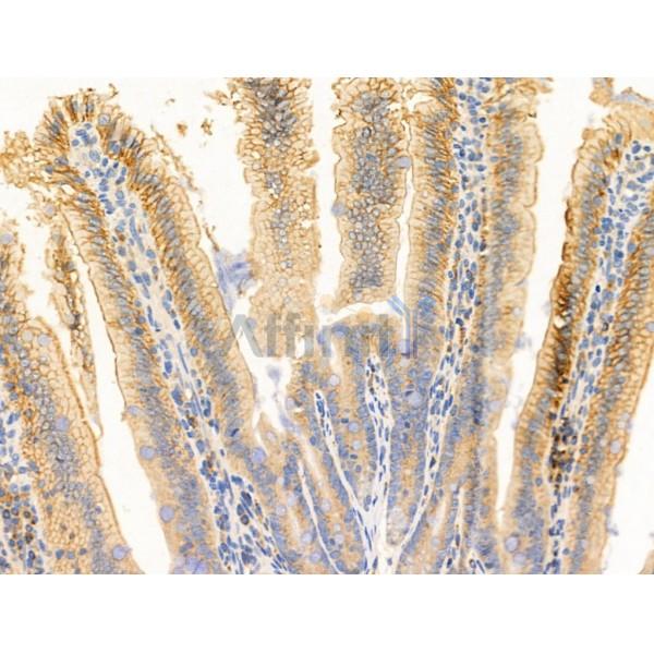 S100A4 Antibody - AF5320 at 1/100 staining Mouse colorectal tissue by IHC-P.