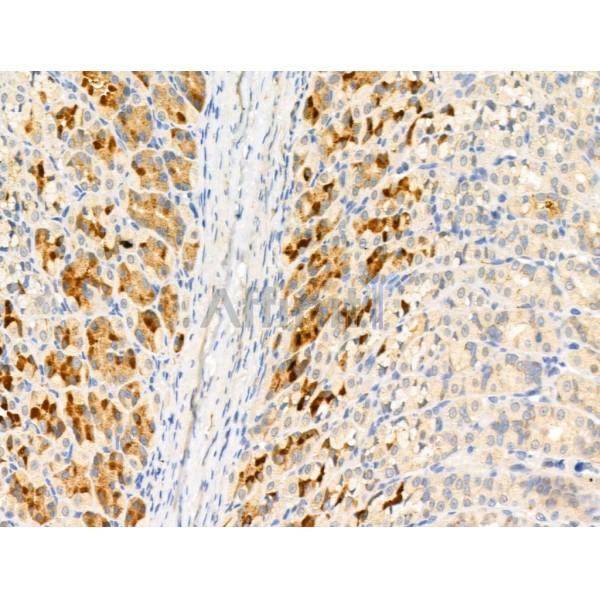 S100A4 Antibody - AF5320 at 1/100 staining Rat stomach tissue by IHC-P.