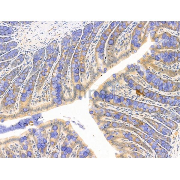 S100A4 Antibody - AF5320 at 1/100 staining Rat colorectal tissue by IHC-P.