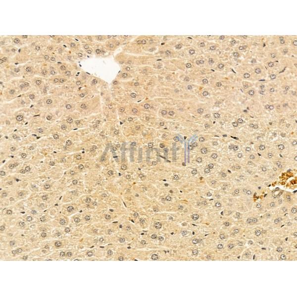 AP2 alpha Antibody - AF5323 at 1/100 staining Mouse liver tissue by IHC-P.