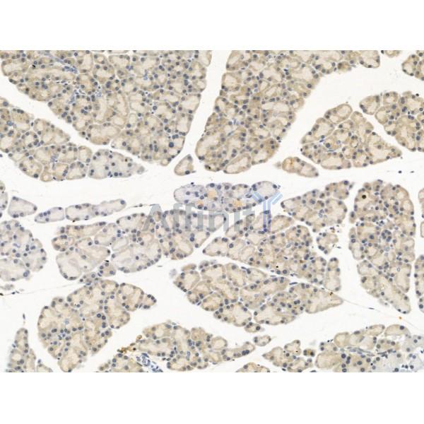 Aurora A Antibody - AF5325 at 1/100 staining Rat pancreatic tissue by IHC-P.