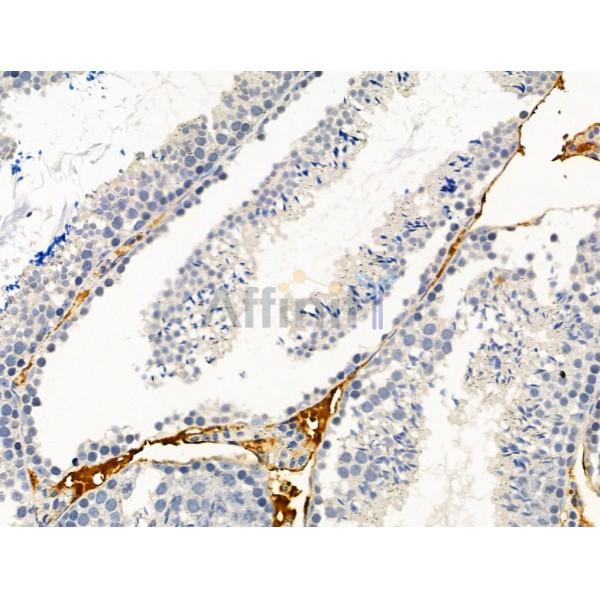 Aurora A Antibody - AF5325 at 1/100 staining Mouse testis tissue by IHC-P.