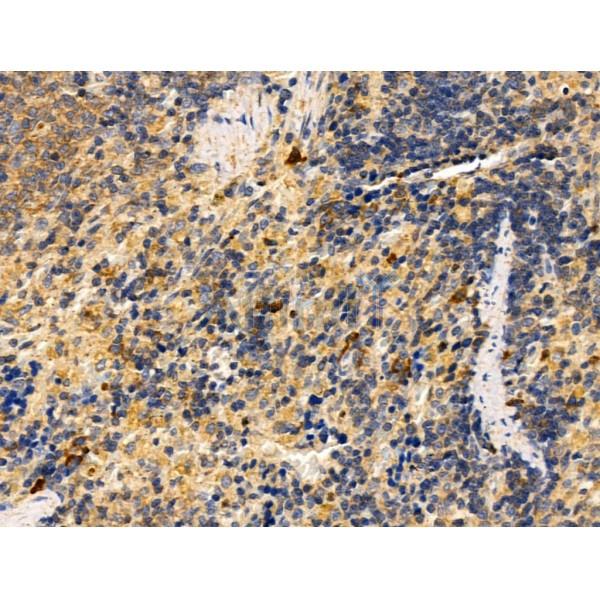 Fas Ligand Antibody - AF5333 at 1/100 staining Rat spleen tissue by IHC-P.