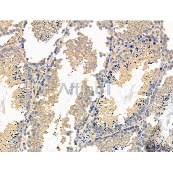 Fas Ligand Antibody - AF5333 at 1/100 staining Mouse testis tissue by IHC-P.
