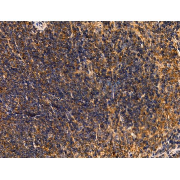 Fas Ligand Antibody - AF5333 at 1/100 staining Mouse spleen tissue by IHC-P.