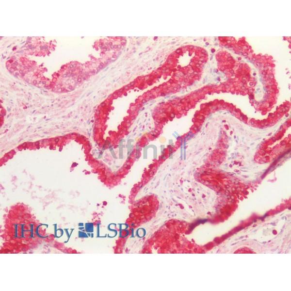 FAS Antibody - AF5342 at 1/100 staining Human Prostate tissue by IHC-P.