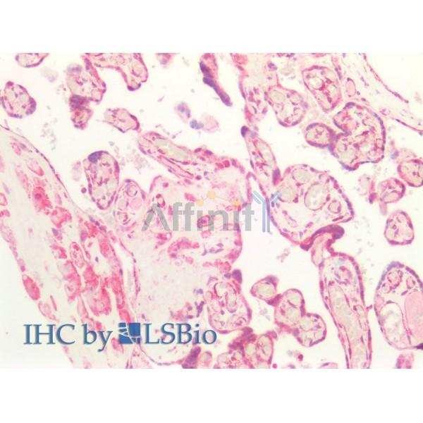 TGFBR1 Antibody - AF5347 at 1/100 staining Human Placenta tissue by IHC-P.