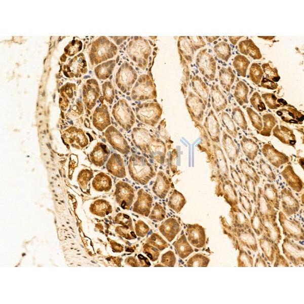 Gastrin Antibody - AF5352 at 1/100 staining Mouse stomach tissue by IHC-P.