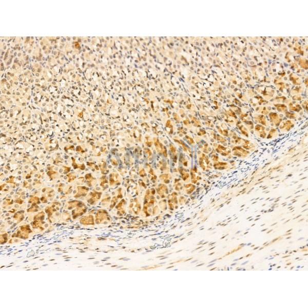 Gastrin Antibody - AF5352 at 1/100 staining Rat stomach tissue by IHC-P.