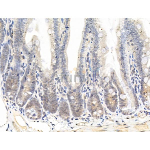 Hsp40 Antibody - AF5363 at 1/100 staining Mouse colorectal tissue by IHC-P.
