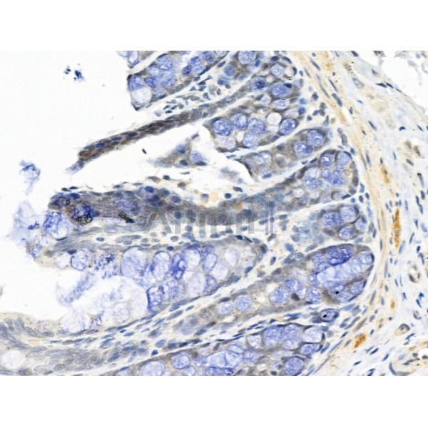Hsp40 Antibody - AF5363 at 1/100 staining Rat colorectal tissue by IHC-P.