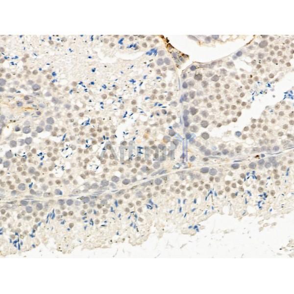 IL1F7 Antibody - DF10112 at 1/100 staining Mouse testis tissue by IHC-P.