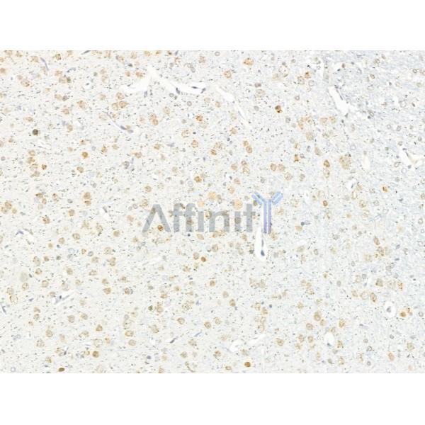 IL1F7 Antibody - DF10112 at 1/100 staining Rat brain tissue by IHC-P.