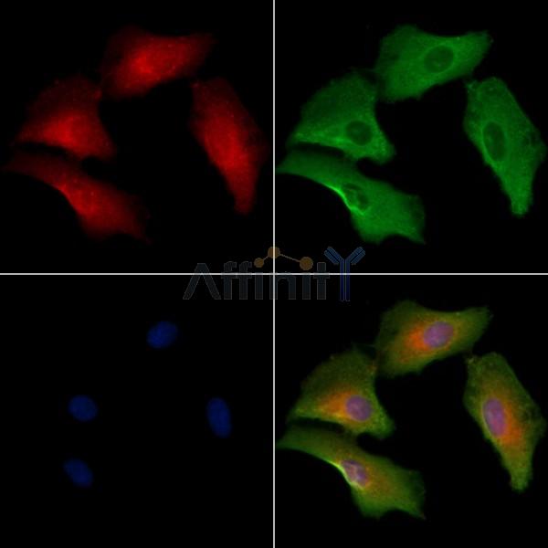 OR1A2 Antibody - DF10238 staining A549 cells by IF/ICC.