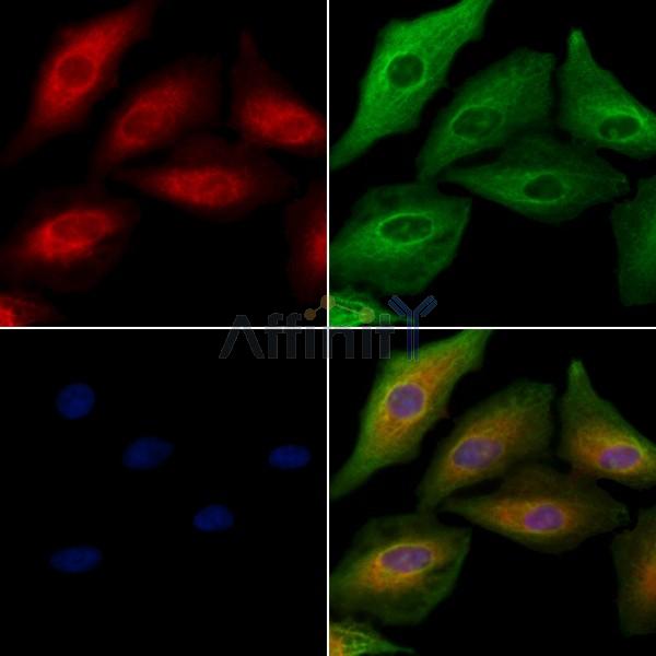 OR5T1 Antibody - DF10255 staining A549 cells by IF/ICC.