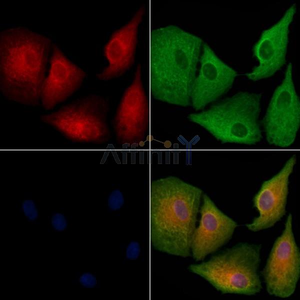 OR52R1 Antibody - DF10291 staining A549 cells by IF/ICC.