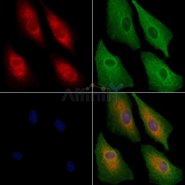 U12 Antibody - DF10305 staining A549 cells by IF/ICC.