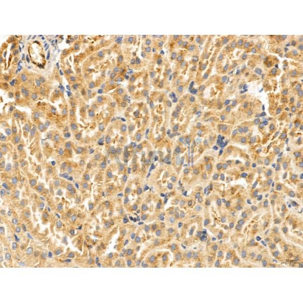 Estrogen Sulfotransferase Antibody - DF12137 at 1/100 staining Mouse kidney tissue by IHC-P.