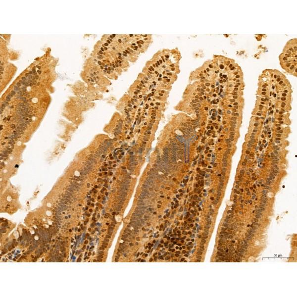 ADRM1 Antibody - DF12142 at 1/100 staining Mouse colon tissue by IHC-P.