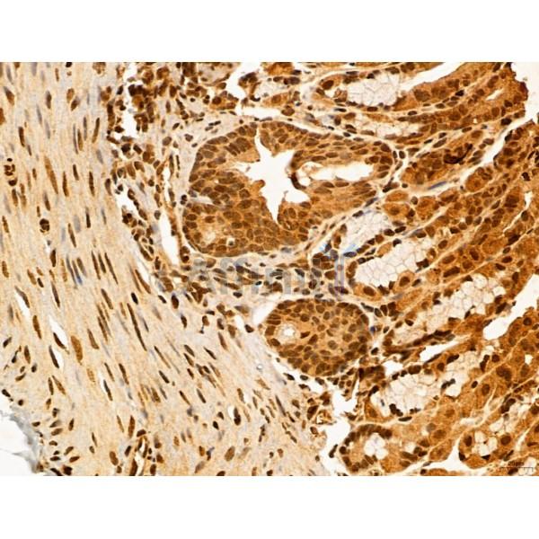 ADRM1 Antibody - DF12142 at 1/100 staining Mouse stomach tissue by IHC-P.