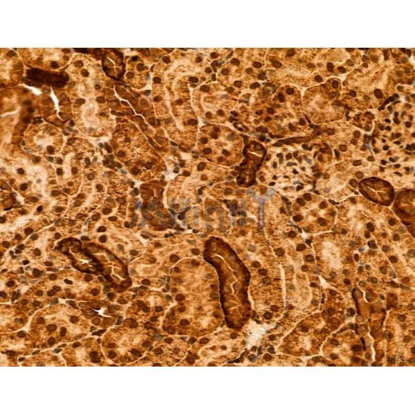 ADRM1 Antibody - DF12142 at 1/100 staining Rat kidney tissue by IHC-P.