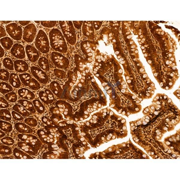 ADRM1 Antibody - DF12142 at 1/100 staining Rat colon tissue by IHC-P.