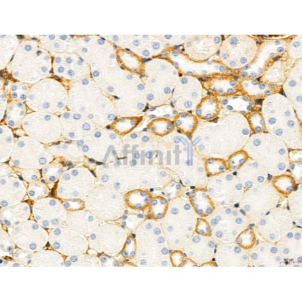 ATP5F1 Antibody - DF12144 at 1/100 staining Mouse kidney tissue by IHC-P.