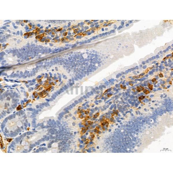 ATP5F1 Antibody - DF12144 at 1/100 staining Mouse colon tissue by IHC-P.