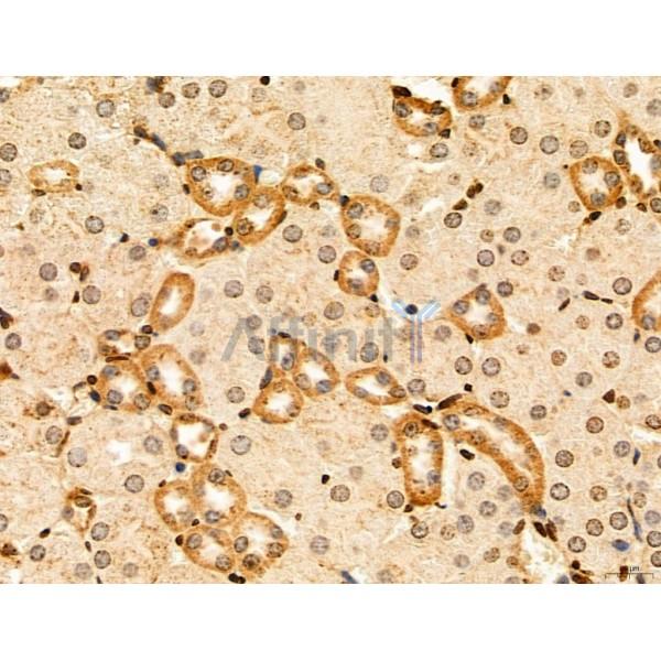 CAPZA1 Antibody - DF12145 at 1/100 staining Mouse kidney tissue by IHC-P.