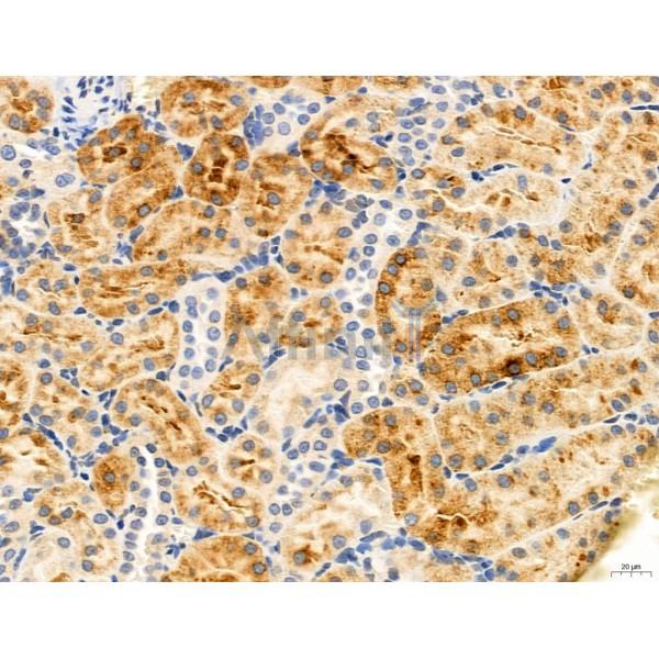 CAPZA1 Antibody - DF12145 at 1/100 staining Rat kidney tissue by IHC-P.