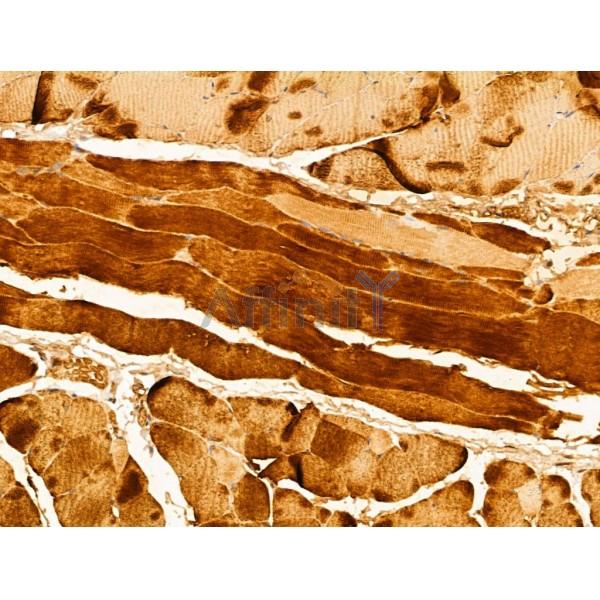LMOD1 Antibody - DF12160 at 1/100 staining Mouse skin tissue by IHC-P.