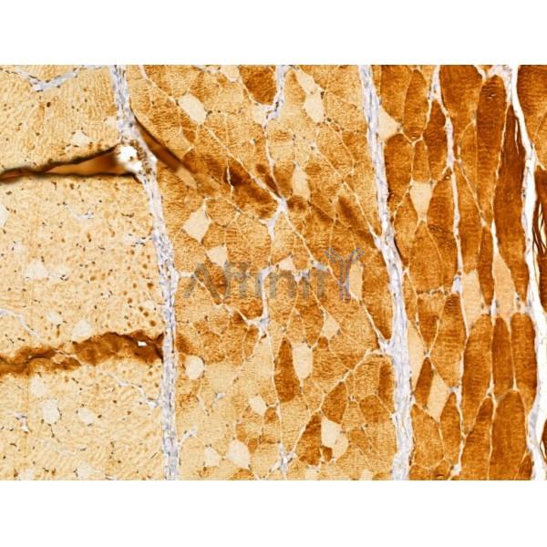 LMOD1 Antibody - DF12160 at 1/100 staining Rat skin tissue by IHC-P.