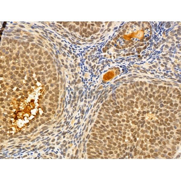 MCM10 Antibody - DF12162 at 1/100 staining Mouse ovary tissue by IHC-P.