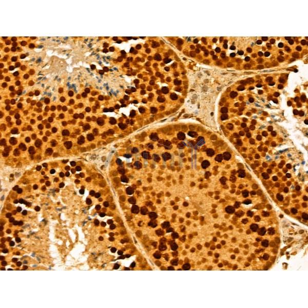 MCM10 Antibody - DF12162 at 1/100 staining Mouse testis tissue by IHC-P.