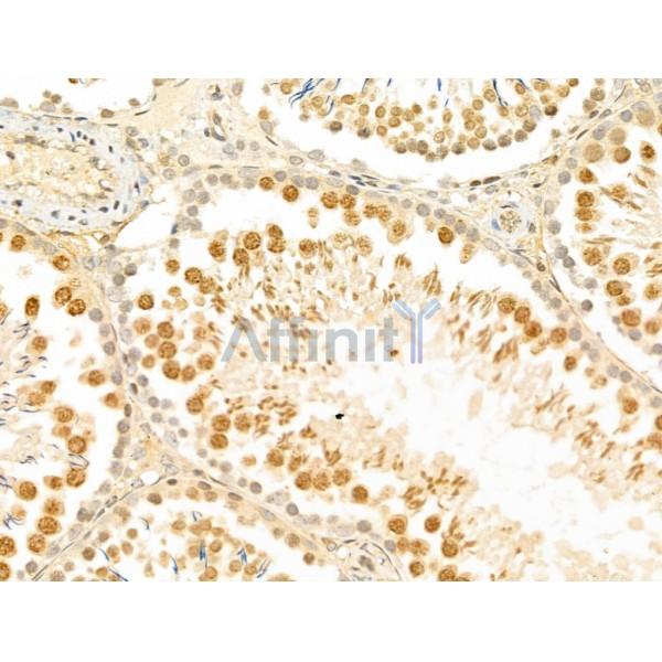 MCM10 Antibody - DF12162 at 1/100 staining Rat testis tissue by IHC-P.