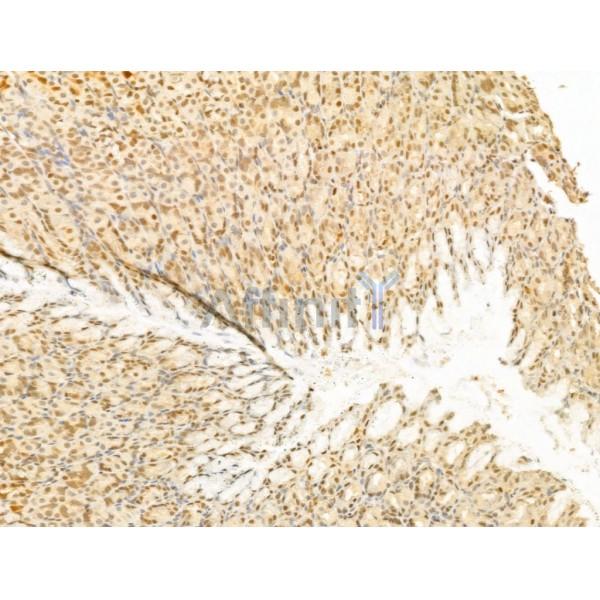 PTPN23 Antibody - DF12169 at 1/100 staining Rat stomach tissue by IHC-P.