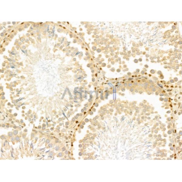 PTPN23 Antibody - DF12169 at 1/100 staining Rat testis tissue by IHC-P.