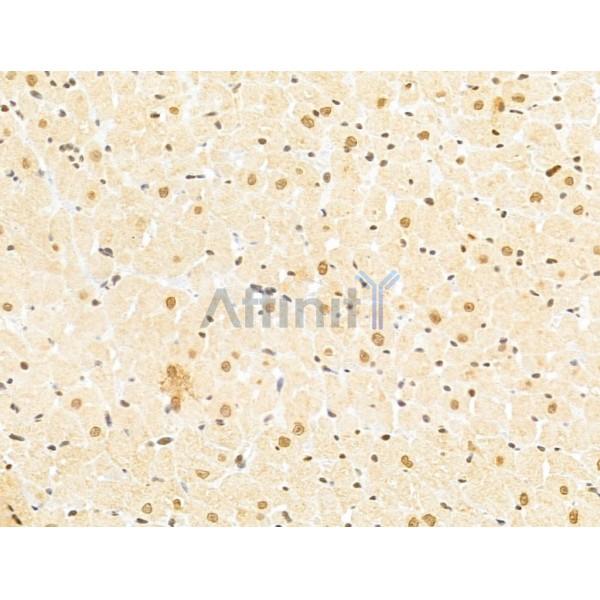 TAF12 Antibody - DF12175 at 1/100 staining Rat heart tissue by IHC-P.