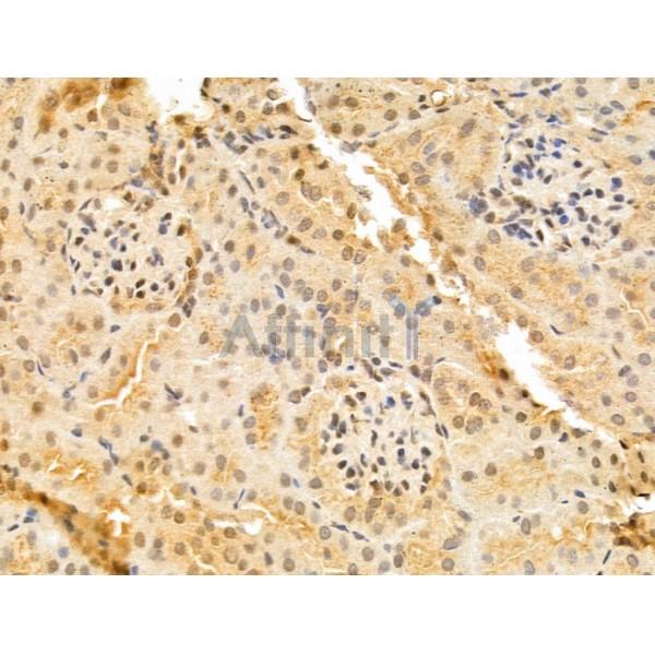 TAF12 Antibody - DF12175 at 1/100 staining Mouse kidney tissue by IHC-P.