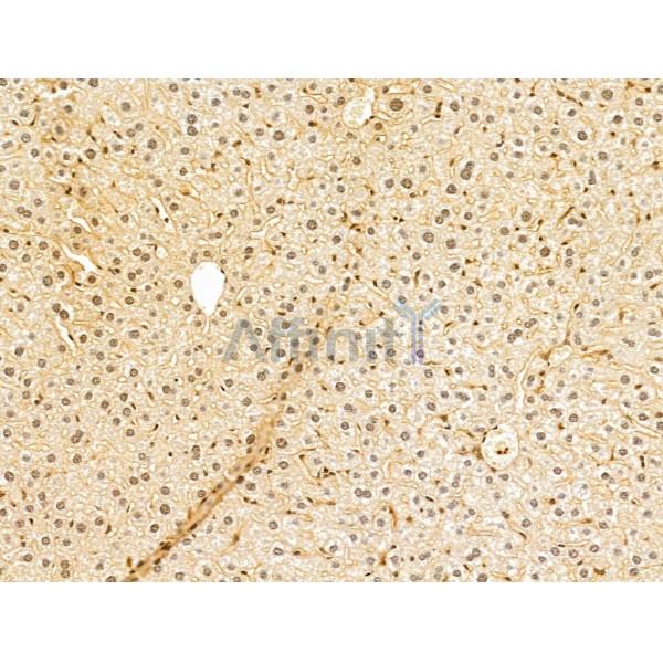 TAF12 Antibody - DF12175 at 1/100 staining Mouse liver tissue by IHC-P.