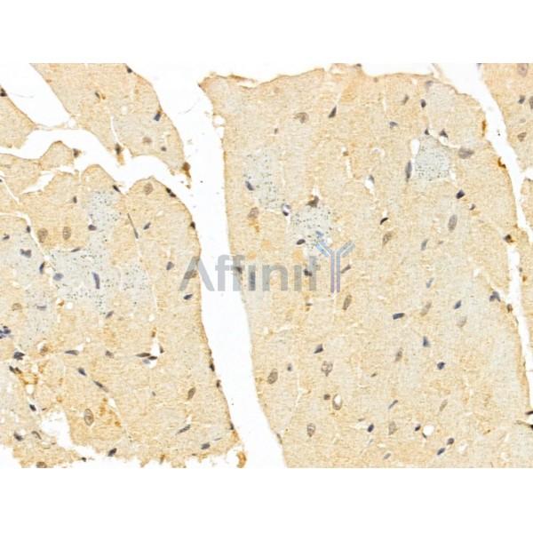 TAF12 Antibody - DF12175 at 1/100 staining Mouse heart tissue by IHC-P.