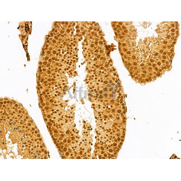 TAF12 Antibody - DF12175 at 1/100 staining Mouse testis tissue by IHC-P.