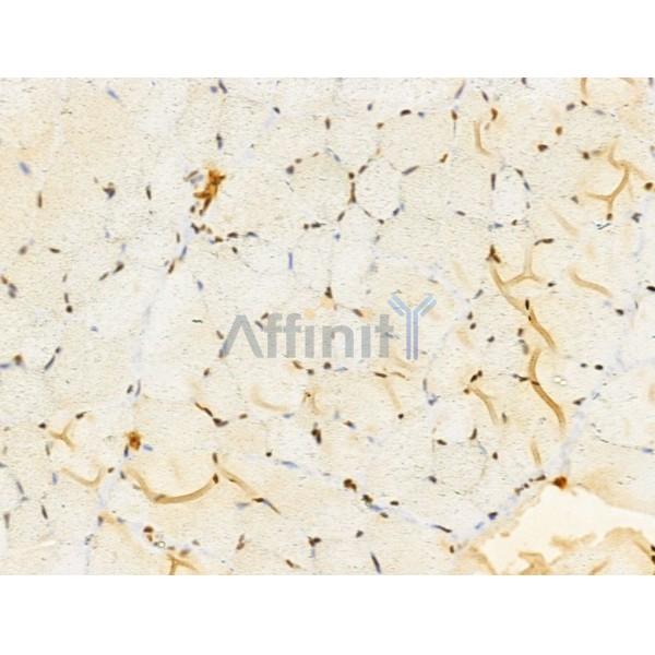 TIA1 Antibody - DF12176 at 1/100 staining Rat muscle tissue by IHC-P.