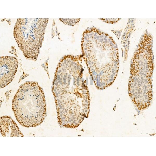 TIA1 Antibody - DF12176 at 1/100 staining Mouse testis tissue by IHC-P.