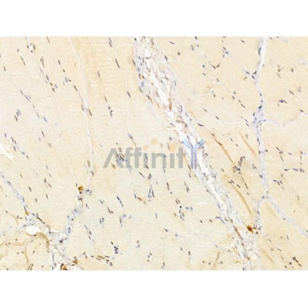 TIA1 Antibody - DF12176 at 1/100 staining Rat skin tissue by IHC-P.