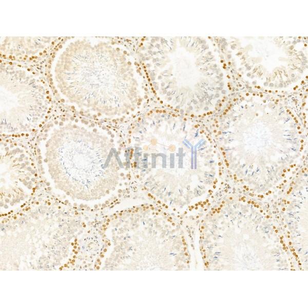 TIA1 Antibody - DF12176 at 1/100 staining Rat testis tissue by IHC-P.