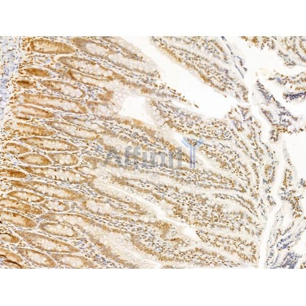 TIA1 Antibody - DF12176 at 1/100 staining Rat colon tissue by IHC-P.