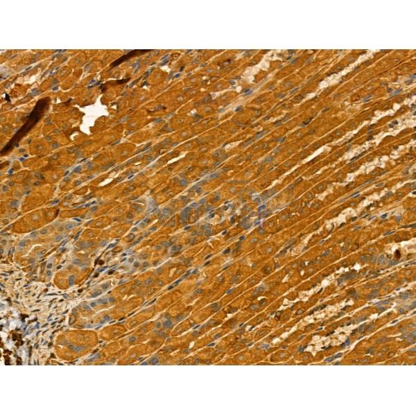 TTLL6 Antibody - DF12178 at 1/100 staining Mouse stomach tissue by IHC-P.
