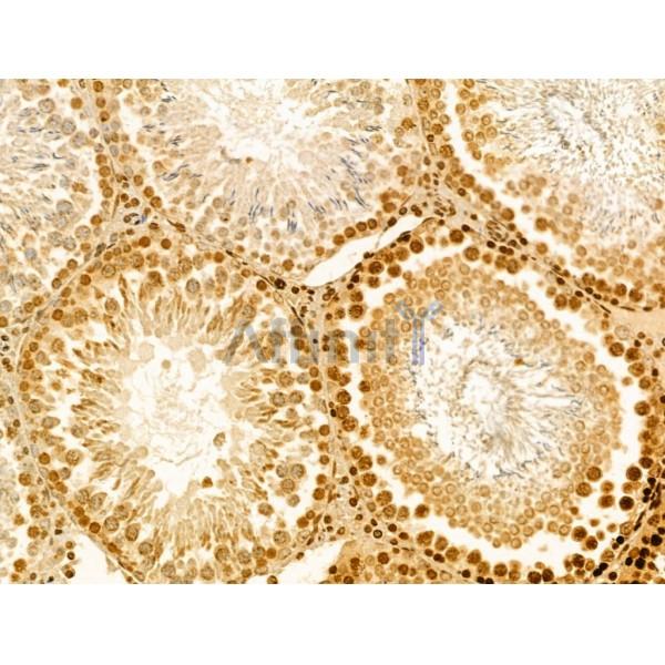AFG3L2 Antibody - DF12186 at 1/100 staining Rat testis tissue by IHC-P.