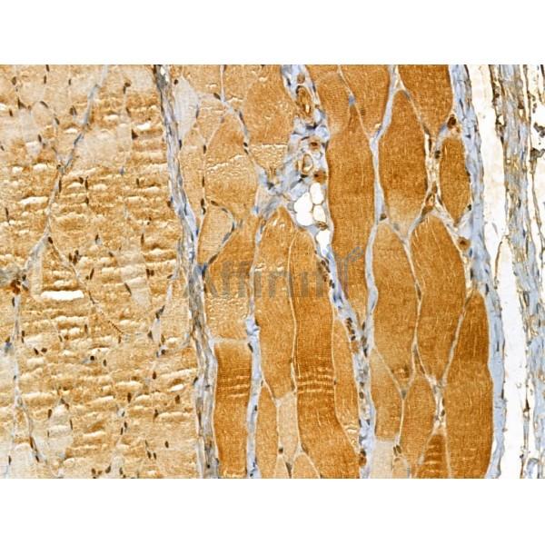 BCS1L Antibody - DF12189 at 1/100 staining Rat skin tissue by IHC-P.
